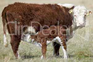 Cow feeding calf