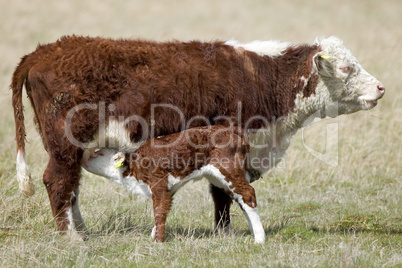 Cow feeding calf