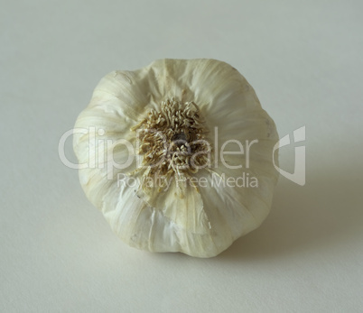 garlic