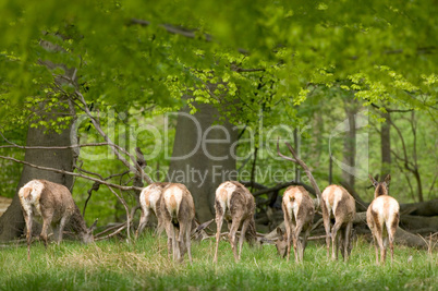 End of Deers