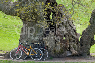 Old oak tree