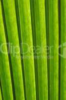 palm leaf strong lines texture back