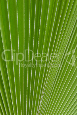 palm leaf strong lines texture back