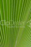 palm leaf strong lines texture back