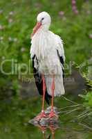 White Stork