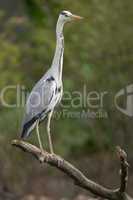 Egret