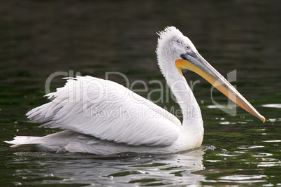 Pelican