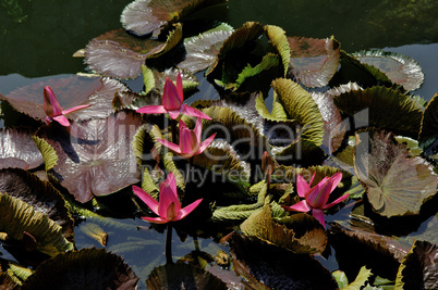 Lily Pads