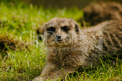 Meerkat