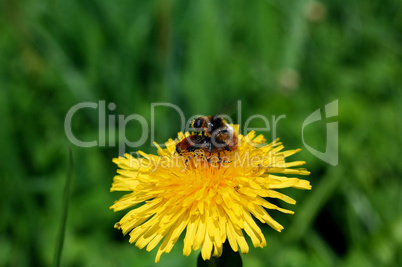 Mating Buff tailed bees