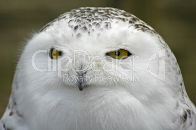 Snowy Owl Portrait