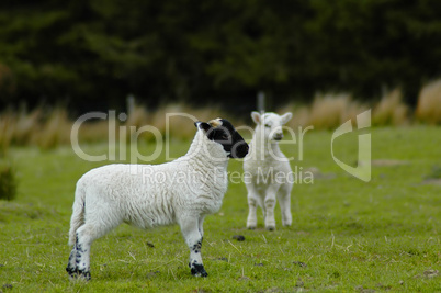 Spring Lambs, Scotland