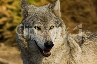 Face of the Grey Wolf