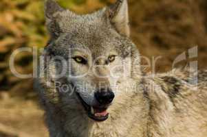 Face of the Grey Wolf