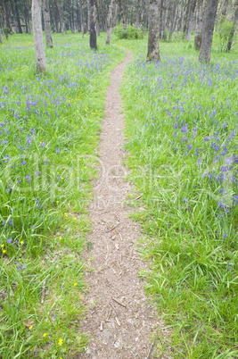 Path through flowers and woods