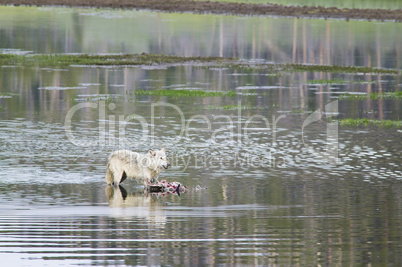 Gray Wolf feeding on prey in water