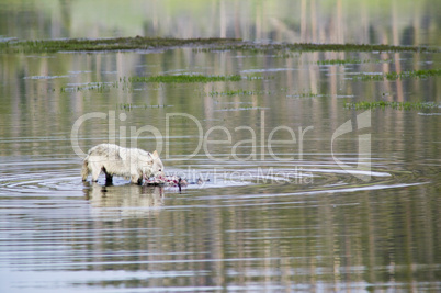 Gray Wolf feeding on prey in water