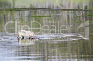 Gray Wolf feeding on prey in water