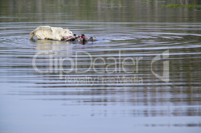 Gray Wolf feeding on prey in water