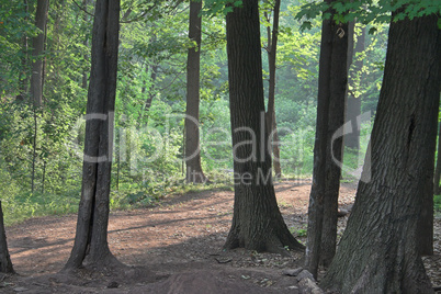 Morning in the woods