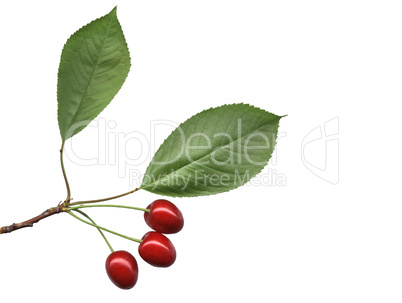 Cherries with leaves