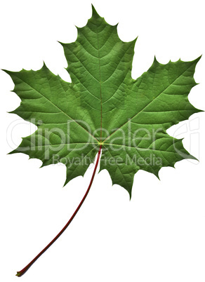 Green maple leaf