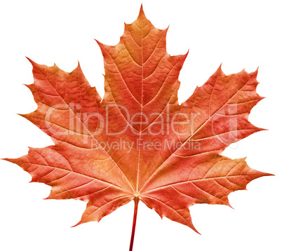 Orange maple leaf