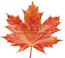 Orange maple leaf