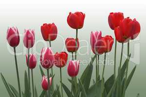 Red tulips on green