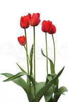 Red tulips on white