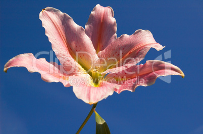 Pink Lilly