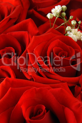 Red Roses