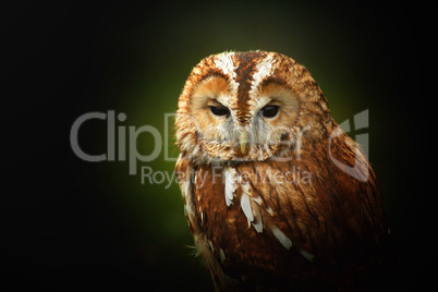 Tawny owl