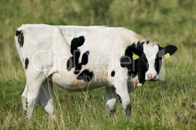 cow