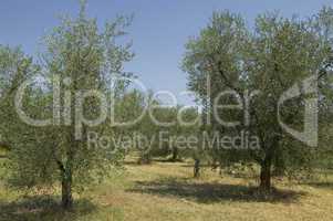 Olive grove