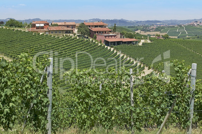 Vineyard in Barolo