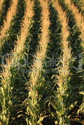 rows of corn in the field