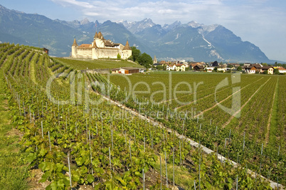 Swiss Vineyard