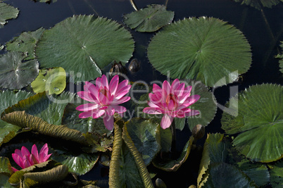 Three Lotus Blossoms