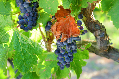 Vine and grapes