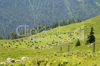 Swiss pasture