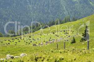 Swiss pasture