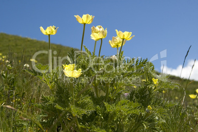 Alpine Pasque Flower