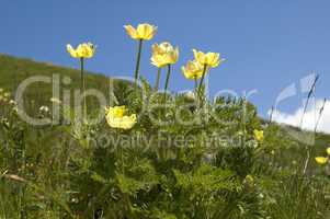 Alpine Pasque Flower