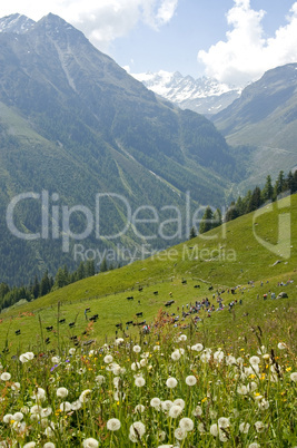 Swiss alpine landscape