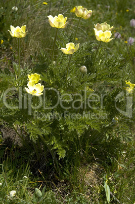 Alpine Pasque Flower