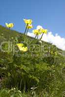Alpine Pasque Flower
