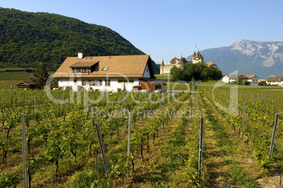 Swiss vineyard