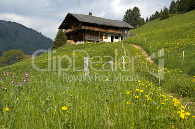 Alpine pasture