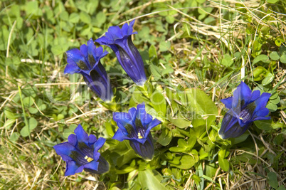 Gentiana